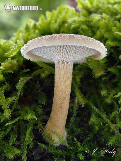 trúdnik plástovitý (Polyporus arcularius)