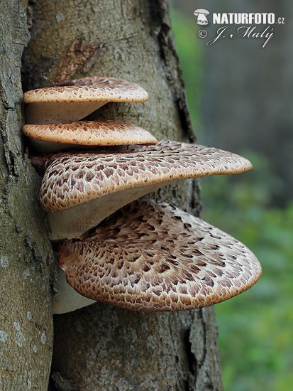 trúdnik šupinatý (Polyporus squamosus)