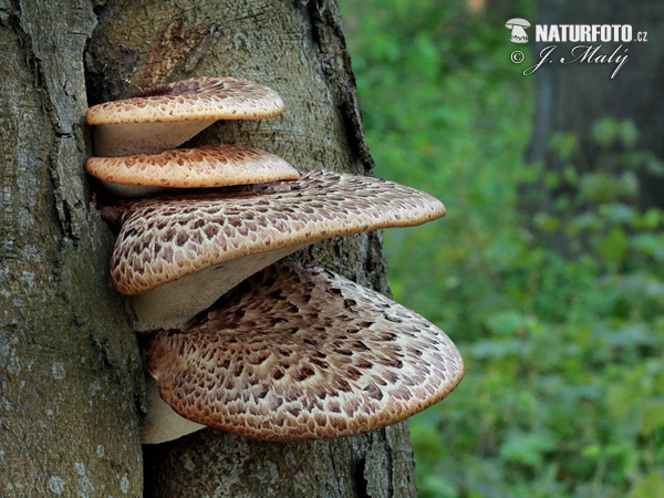 trúdnik šupinatý (Polyporus squamosus)