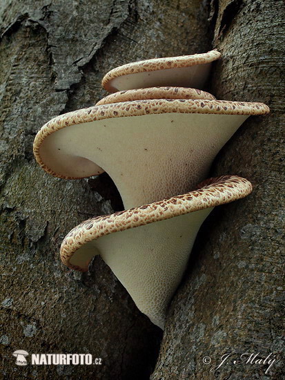 trúdnik šupinatý (Polyporus squamosus)