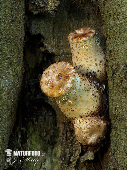 trúdnik šupinatý (Polyporus squamosus)