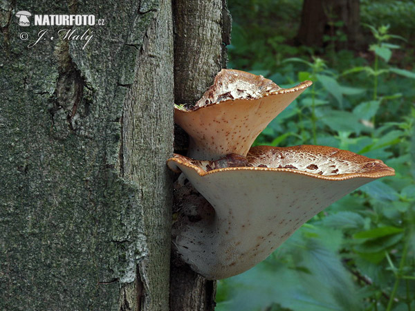 trúdnik šupinatý (Polyporus squamosus)