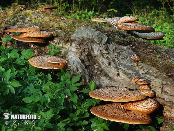 trúdnik šupinatý (Polyporus squamosus)