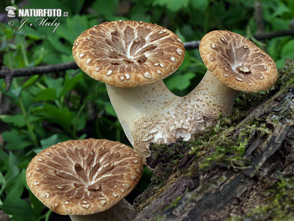 trúdnik šupinatý (Polyporus squamosus)