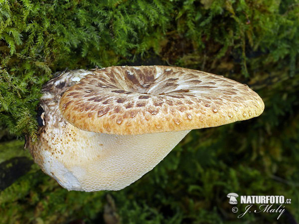 trúdnik šupinatý (Polyporus squamosus)