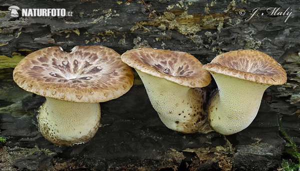 trúdnik šupinatý (Polyporus squamosus)