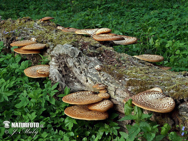 trúdnik šupinatý (Polyporus squamosus)