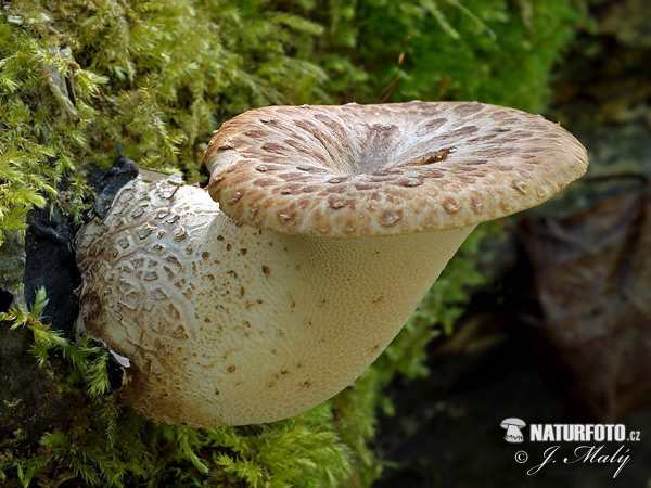 trúdnik šupinatý (Polyporus squamosus)