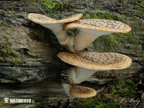 trúdnik šupinatý (Polyporus squamosus)