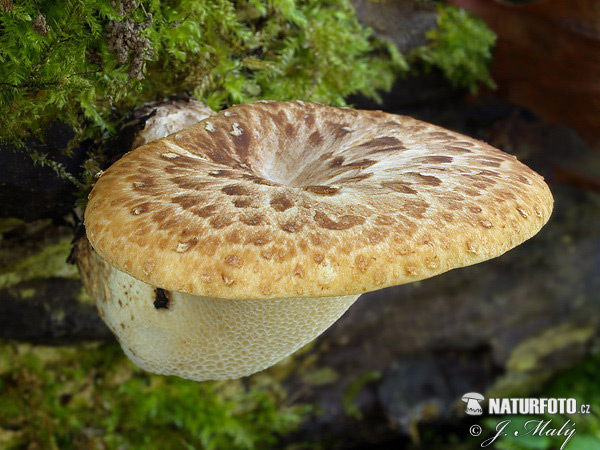 trúdnik šupinatý (Polyporus squamosus)