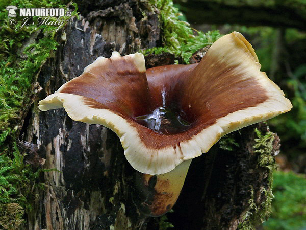 trúdnik tmavohlúbikový (Royoporus badius)