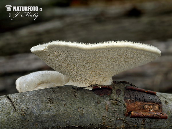 trúdnikovec chlpatý (Trametes hirsuta)