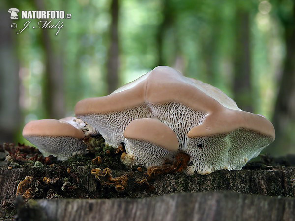 trúdnikovec hrbatý (Trametes gibbosa)