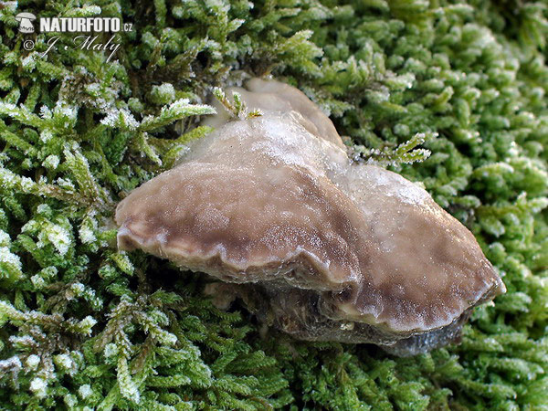 trúdnikovec voňavý (Trametes suaveolens)