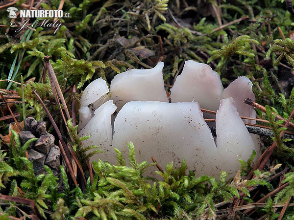 tulipánovka fialová (Sarcosphaera coronaria)