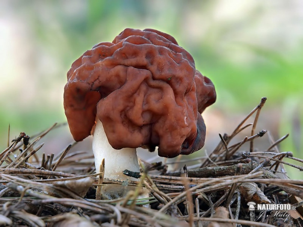 ucháč obecný (Gyromitra esculenta)