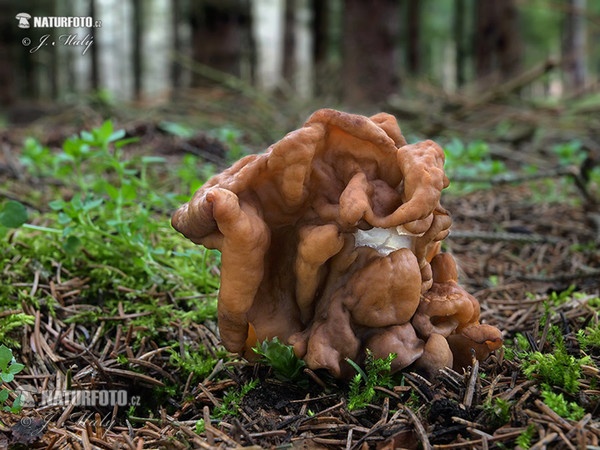 ucháč obrovský (Gyromitra gigas)