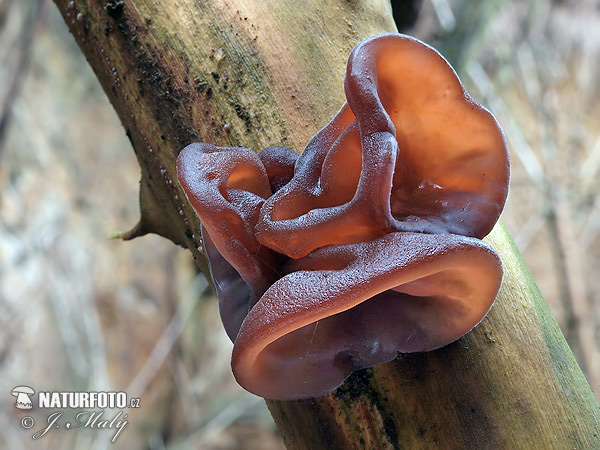 uchovec bazový (Auricularia auricula-judae)