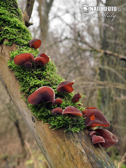 uchovec bazový (Auricularia auricula-judae)