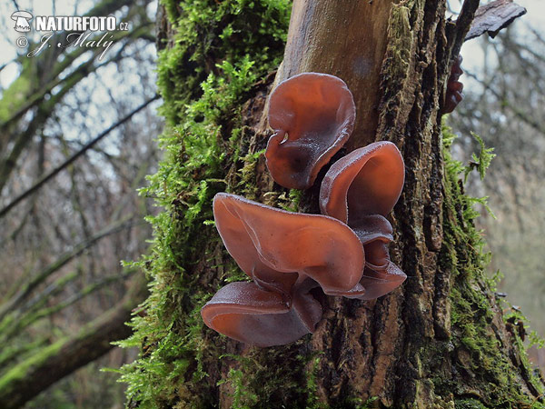 uchovec bazový (Auricularia auricula-judae)