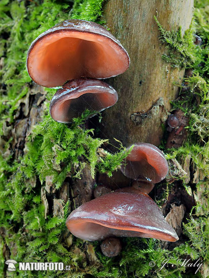 uchovec bazový (Auricularia auricula-judae)