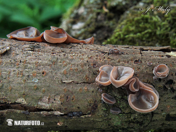 uchovec bazový (Auricularia auricula-judae)