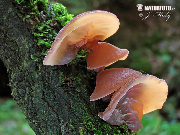 uchovec bazový (Auricularia auricula-judae)