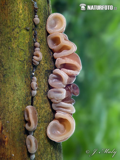 uchovec bazový (Auricularia auricula-judae)