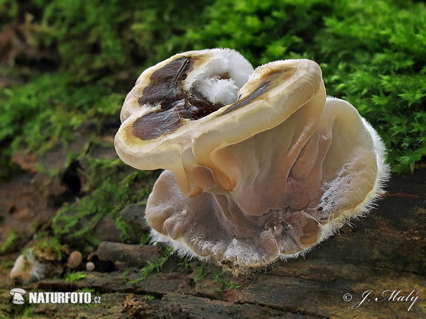 uchovka pásikavá (Auricularia mesenterica)