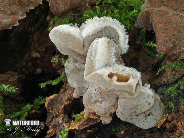 uchovka pásikavá (Auricularia mesenterica)