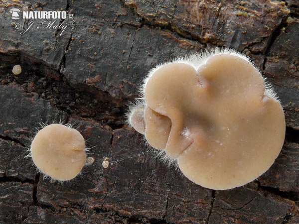 uchovka pásikavá (Auricularia mesenterica)