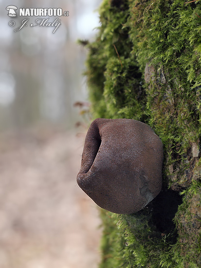 urnička kráterovitá (Urnula craterium)