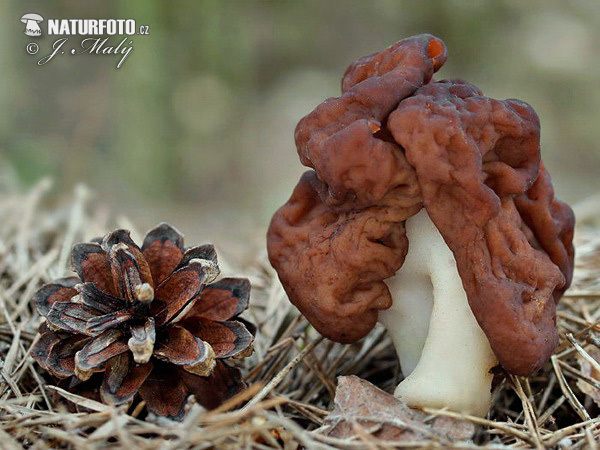 ušiak obyčajný (Gyromitra esculenta)