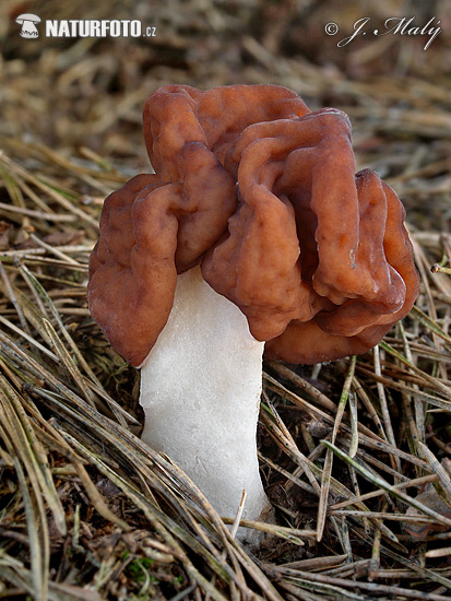 ušiak obyčajný (Gyromitra esculenta)