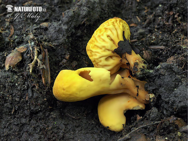 uško zriasené (Flavoscypha phlebophora)