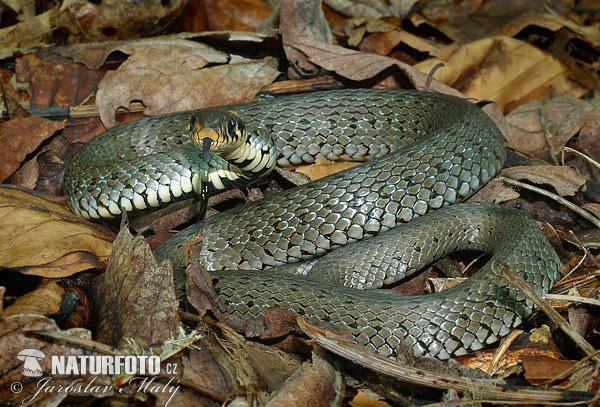 Užovka obojková (Natrix natrix)