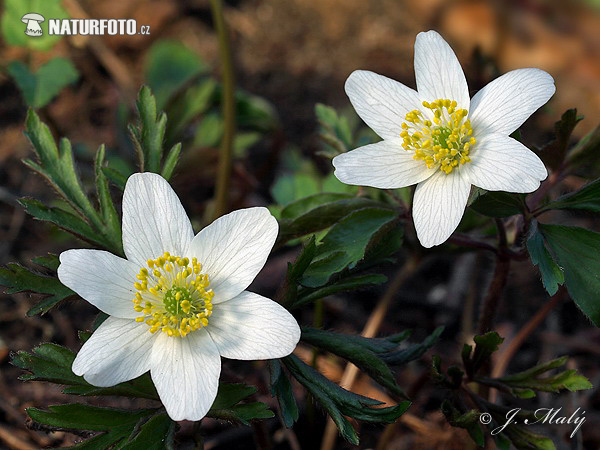 Veternica hájna (Anemone nemorosa)