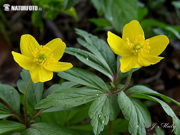 Veternica iskerníkovitá (Anemone ranunculoides)