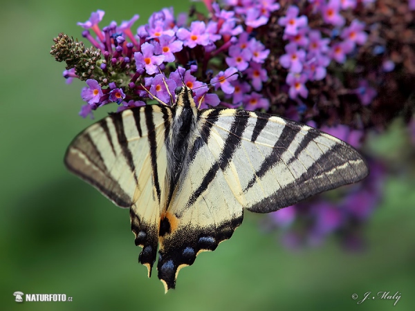 Vidlochvost ovocný (Iphiclides podalirius)