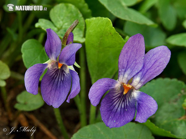Violka vonná - fialka (Viola odorata)
