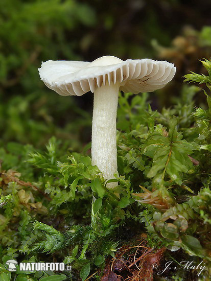 vláknica hlinovolupeňová (Inocybe geophylla var. geophylla)