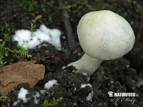 vláknica hlinovolupeňová (Inocybe geophylla var. geophylla)