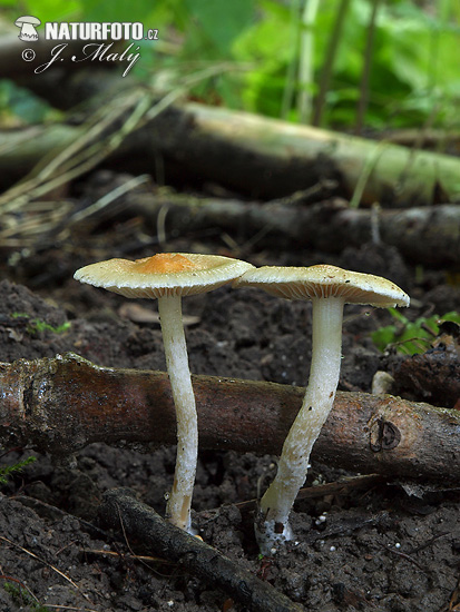 vláknica - Inocybe auricoma (Inocybe auricoma)