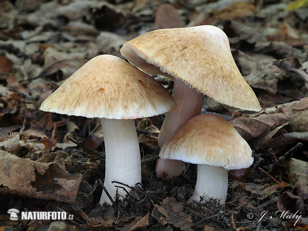 vláknica Patouillardova (Inocybe erubescens)