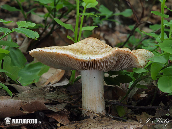 vláknica Patouillardova (Inocybe erubescens)