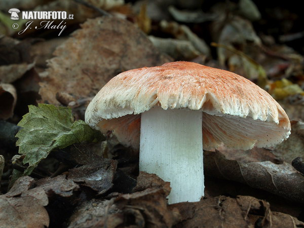 vláknica Patouillardova (Inocybe erubescens)