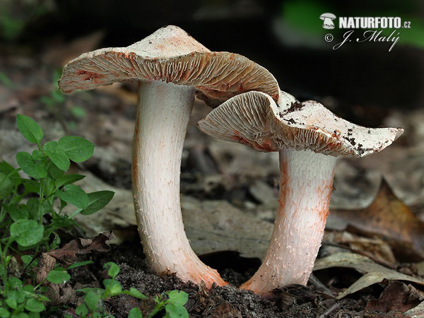 vláknica Patouillardova (Inocybe erubescens)