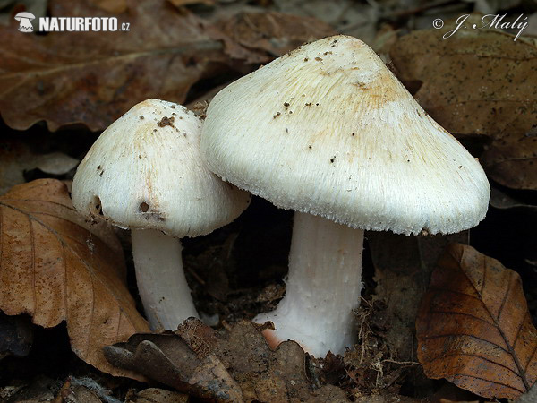 vláknica Patouillardova (Inocybe erubescens)