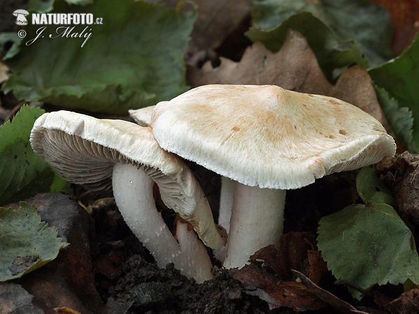 vláknica Patouillardova (Inocybe erubescens)