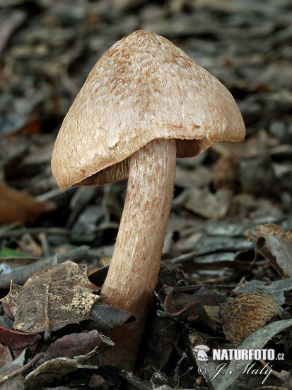 vláknica voňavá (Inocybe fraudans)